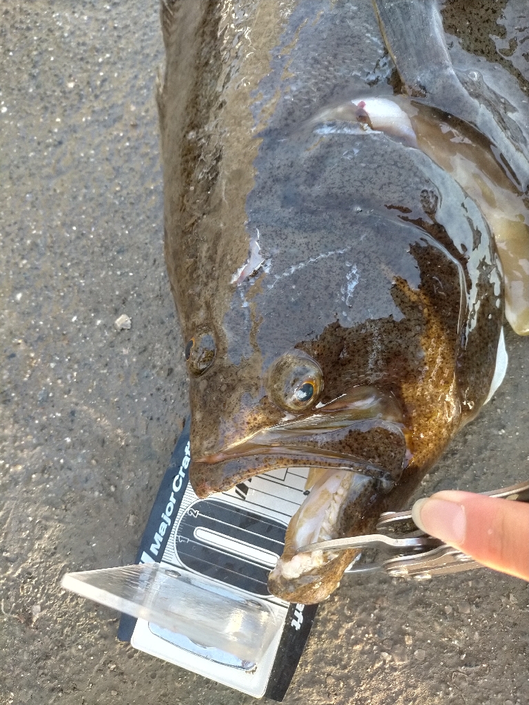 遂に大ヒラメをゲット!!