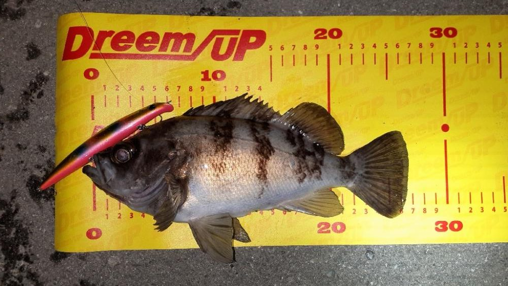 シーバス狙いで😊