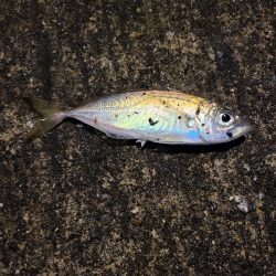 久しぶりのエサ釣り