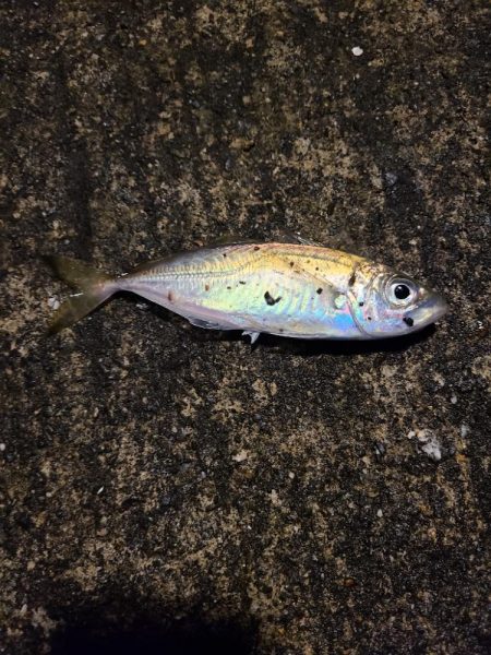 久しぶりのエサ釣り