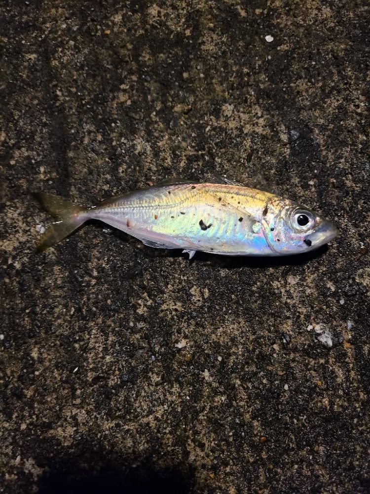 久しぶりのエサ釣り