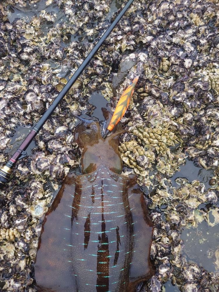 雨エギングIN対馬