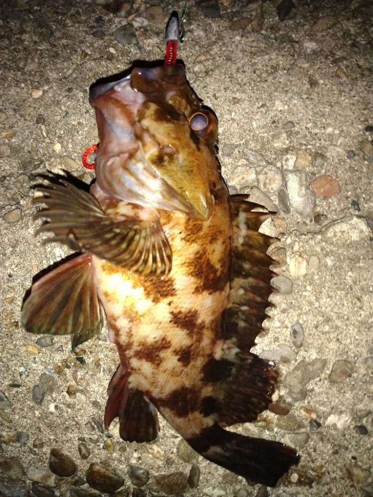 ちょい釣り20230421