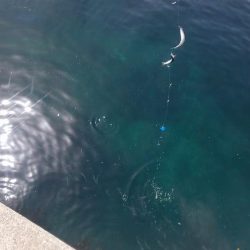 ５００匹の魚GET！