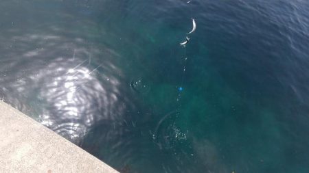 ５００匹の魚GET！