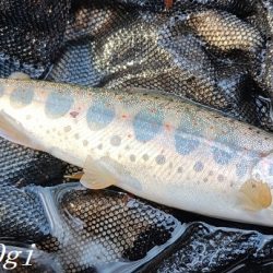 雨後はやっぱり高活性!