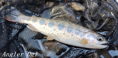 雨後はやっぱり高活性!