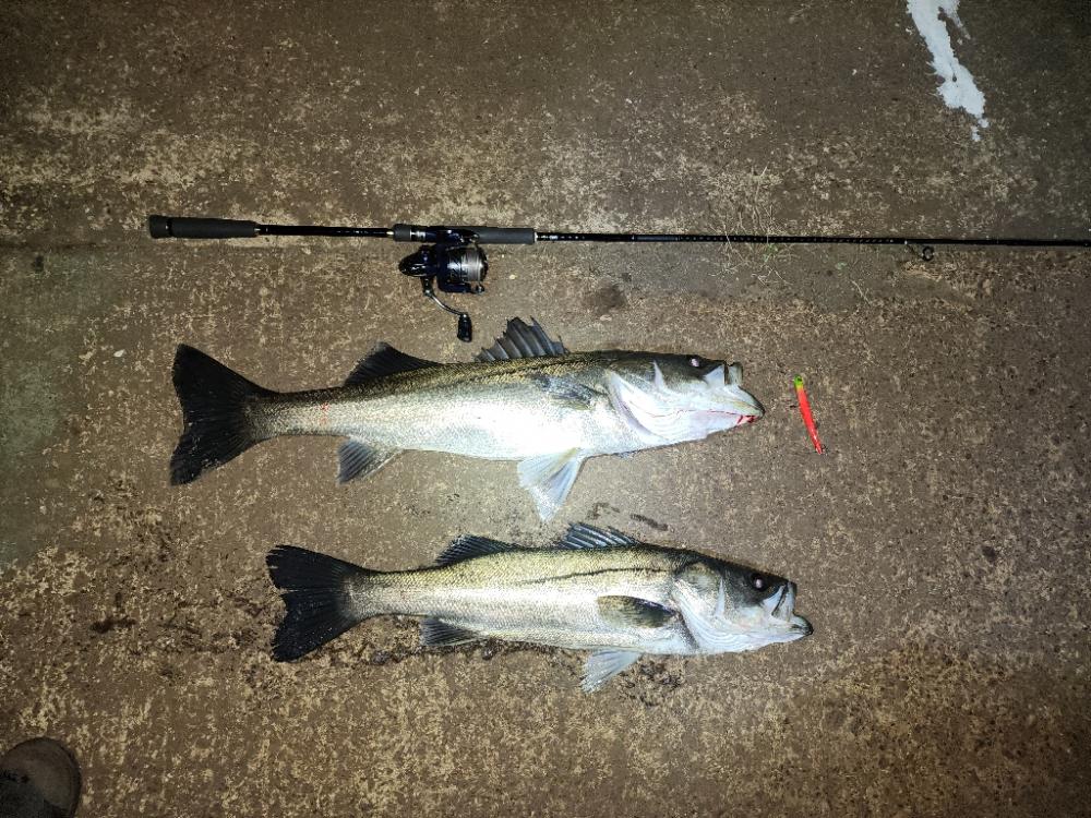 バチ抜けシーバス🎣