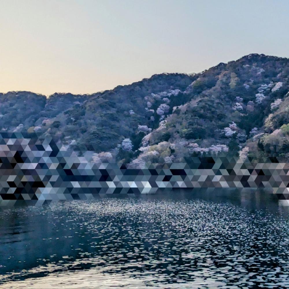 春を告げる烏賊と魚