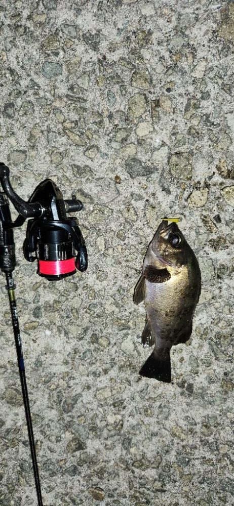 メバリングとアジングの二刀流