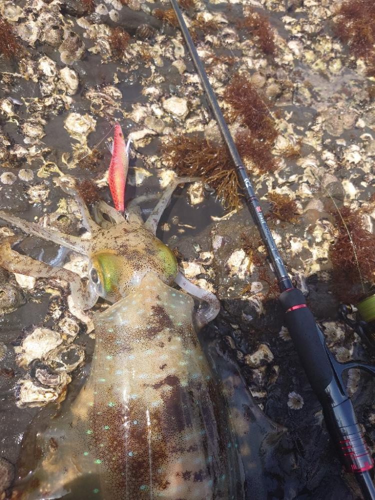 春イカエギングIN対馬