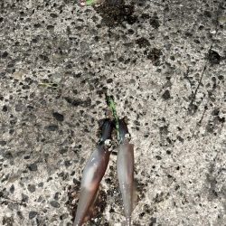 ヤリイカ２日目