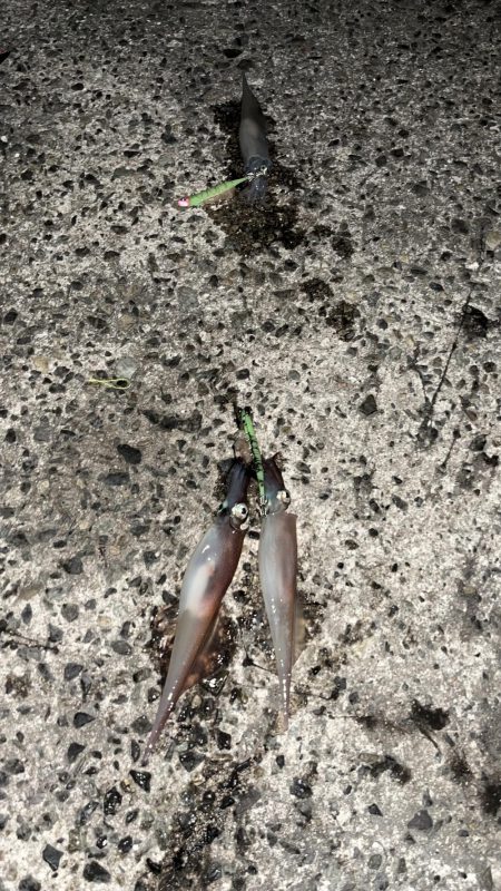 ヤリイカ２日目