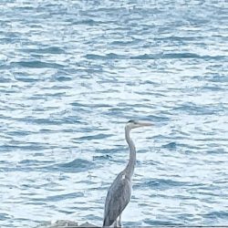 ファミリーフィッシング