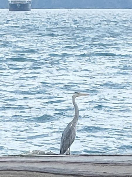 ファミリーフィッシング