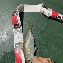 大在でアジング