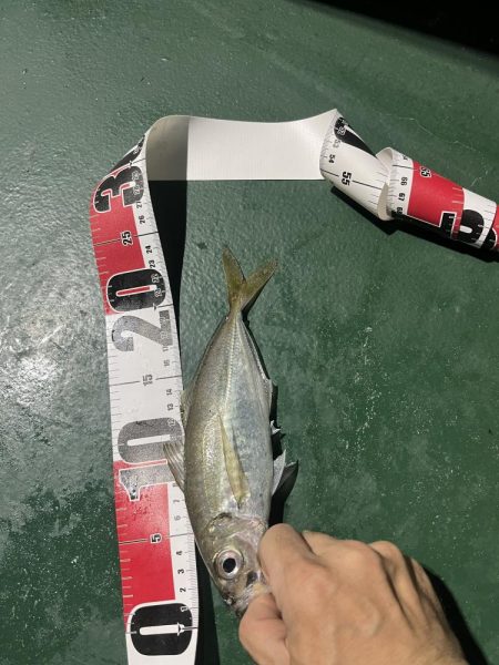 大在でアジング