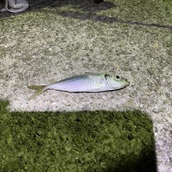 小アジ.ガシラ.キンポ