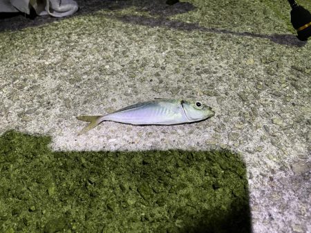 小アジ.ガシラ.キンポ