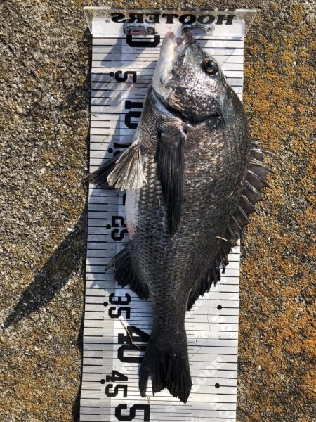 イチノ兄弟(兄)釣果!