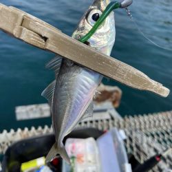 小島養魚場でトラウトサーモン狙い