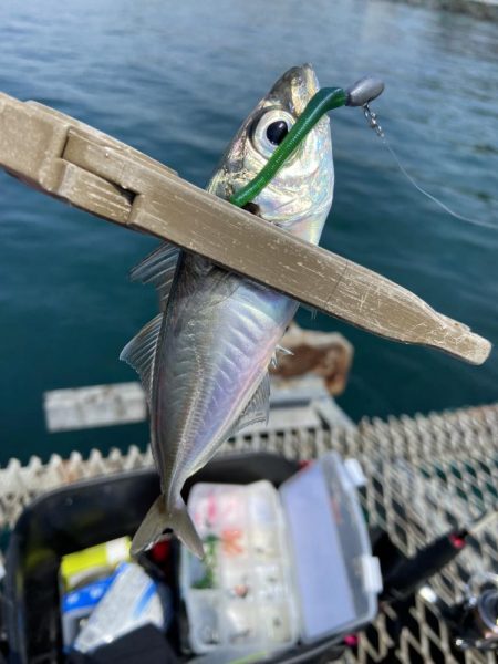 小島養魚場でトラウトサーモン狙い