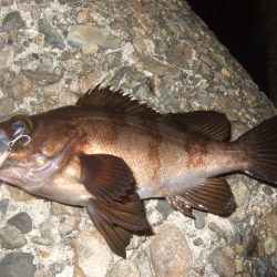 ベイトフィネスメバル　夜光虫に苦戦