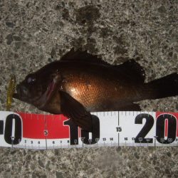 シーバス＆メバルプラッギング