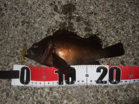 シーバス＆メバルプラッギング