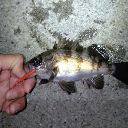 雨上がりでメバリング