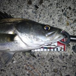 ダイソーって優秀なのでは!?