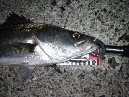 ダイソーって優秀なのでは!?