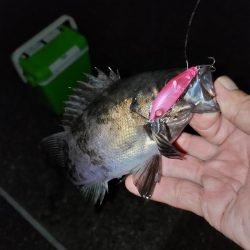 小雨の中のメバリング