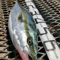 じっと我慢のメジロ