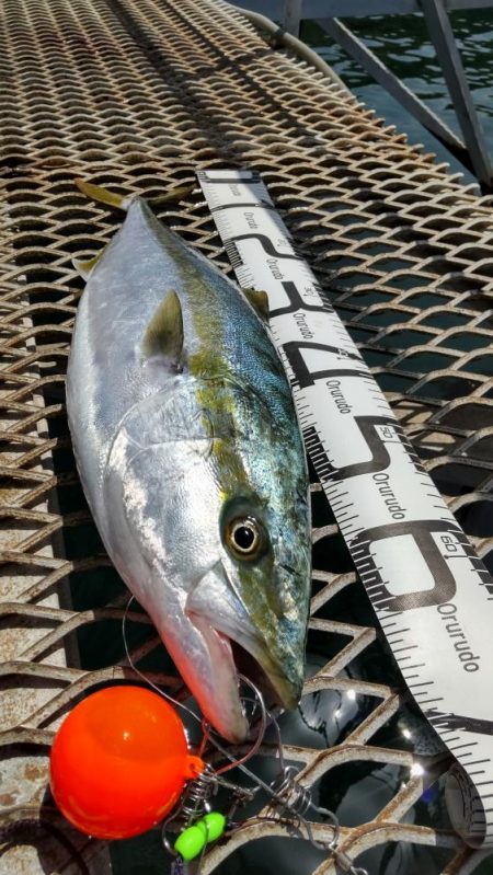 じっと我慢のメジロ