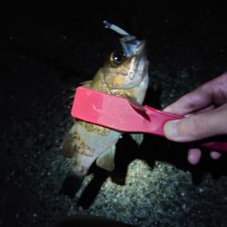 潮位高のメバリング