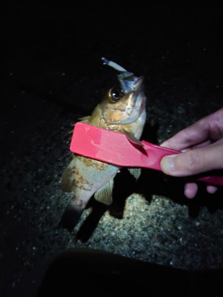 潮位高のメバリング