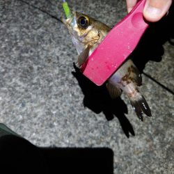 連日メバリング