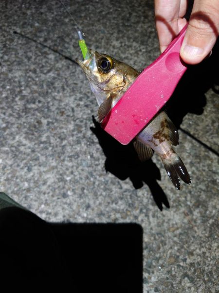 連日メバリング