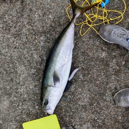 ルアーで初めてのブリ！