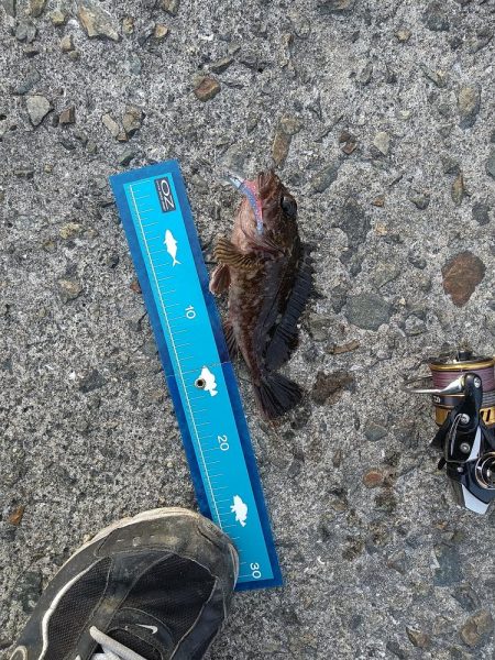 カサゴ狙いでライトワインド☆