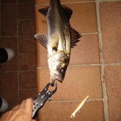 細身のシルエット