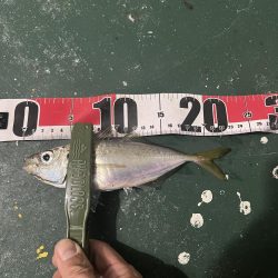 大在でデカアジ狙い