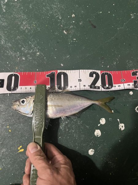 大在でデカアジ狙い