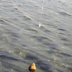 釣り人おらずも魚はいます