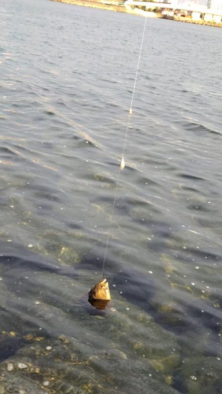 釣り人おらずも魚はいます