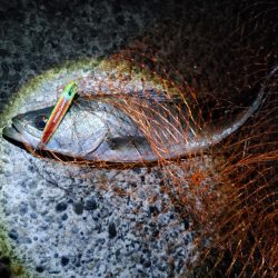 シーバス　難易度Aクラスだと思います