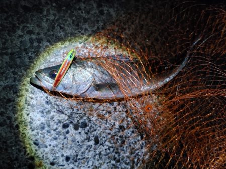 シーバス　難易度Aクラスだと思います