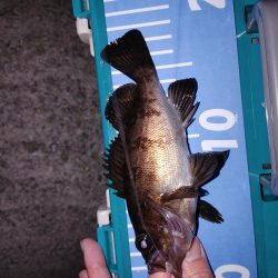 春がきたか?久々二桁