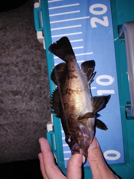 春がきたか?久々二桁